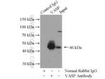 VASP Antibody in Immunoprecipitation (IP)