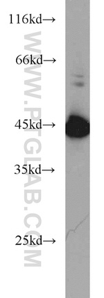 VASP Antibody in Western Blot (WB)