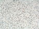 Cryptochrome 1 Antibody in Immunohistochemistry (Paraffin) (IHC (P))