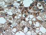 Cryptochrome 1 Antibody in Immunohistochemistry (Paraffin) (IHC (P))