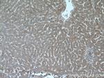 PPP2CA Antibody in Immunohistochemistry (Paraffin) (IHC (P))