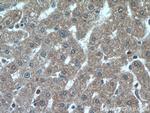 PPP2CA Antibody in Immunohistochemistry (Paraffin) (IHC (P))