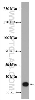 PPP2CA Antibody in Western Blot (WB)