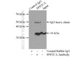 PPP2CA Antibody in Immunoprecipitation (IP)