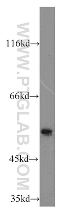 EVL Antibody in Western Blot (WB)