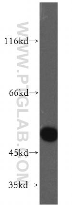 EVL Antibody in Western Blot (WB)