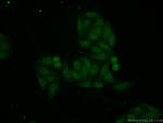 PIAS3 Antibody in Immunocytochemistry (ICC/IF)