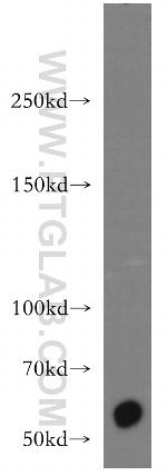 CDH23 Antibody in Western Blot (WB)