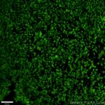 OTX2 Antibody in Immunohistochemistry (PFA fixed) (IHC (PFA))