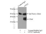 OTX2 Antibody in Immunoprecipitation (IP)