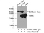 OTX2 Antibody in Immunoprecipitation (IP)