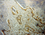 NGB Antibody in Immunohistochemistry (Paraffin) (IHC (P))