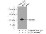 RIAM Antibody in Immunoprecipitation (IP)