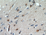 GPX7 Antibody in Immunohistochemistry (Paraffin) (IHC (P))