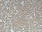 GPX7 Antibody in Immunohistochemistry (Paraffin) (IHC (P))