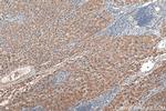 GPX7 Antibody in Immunohistochemistry (Paraffin) (IHC (P))