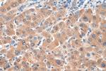 GPX7 Antibody in Immunohistochemistry (Paraffin) (IHC (P))