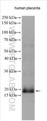 GPX7 Antibody in Western Blot (WB)