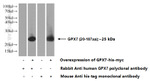 GPX7 Antibody in Western Blot (WB)