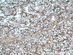 USP46 Antibody in Immunohistochemistry (Paraffin) (IHC (P))