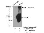 TNNC1 Antibody in Immunoprecipitation (IP)