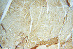 TNNC1 Antibody in Immunohistochemistry (Paraffin) (IHC (P))