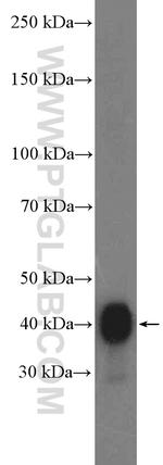 ATX3/ATXN3 Antibody in Western Blot (WB)