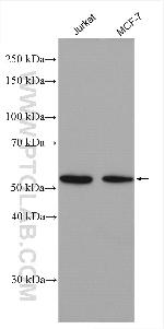 TAF7 Antibody in Western Blot (WB)