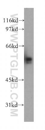 TAF7 Antibody in Western Blot (WB)