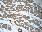 MTPN Antibody in Immunohistochemistry (Paraffin) (IHC (P))