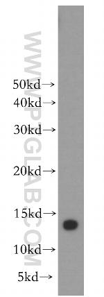 MTPN Antibody in Western Blot (WB)