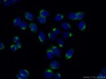 p115/USO1 Antibody in Immunocytochemistry (ICC/IF)