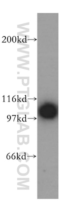 p115/USO1 Antibody in Western Blot (WB)