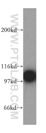 p115/USO1 Antibody in Western Blot (WB)