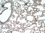 Beta-2-microglobulin Antibody in Immunohistochemistry (Paraffin) (IHC (P))