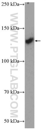 OXR1 Antibody in Western Blot (WB)