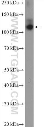 OXR1 Antibody in Western Blot (WB)