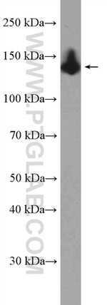 OXR1 Antibody in Western Blot (WB)