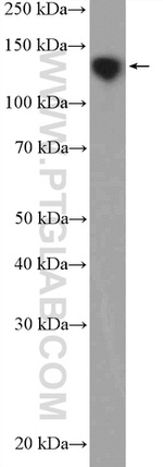 OXR1 Antibody in Western Blot (WB)