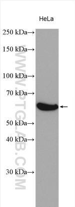 MARVELD2 Antibody in Western Blot (WB)