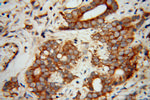 EIF5B Antibody in Immunohistochemistry (Paraffin) (IHC (P))