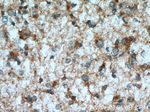 TDRKH Antibody in Immunohistochemistry (Paraffin) (IHC (P))