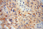 TDRKH Antibody in Immunohistochemistry (Paraffin) (IHC (P))