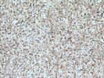 TDRKH Antibody in Immunohistochemistry (Paraffin) (IHC (P))