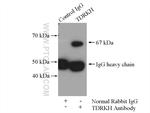 TDRKH Antibody in Immunoprecipitation (IP)