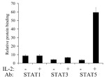 STAT5 beta Antibody in ChIP Assay (ChIP)