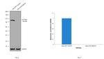 STAT5 beta Antibody in Western Blot (WB)