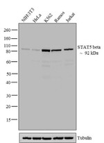 STAT5 beta Antibody in Western Blot (WB)