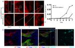 MHC Class II (I-A/I-E) Antibody in Immunohistochemistry (IHC)