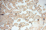 P2RX4 Antibody in Immunohistochemistry (Paraffin) (IHC (P))